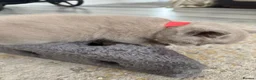 British Shorthair cats for sale: Lilac British shorthair GCCF registered - Advert 2