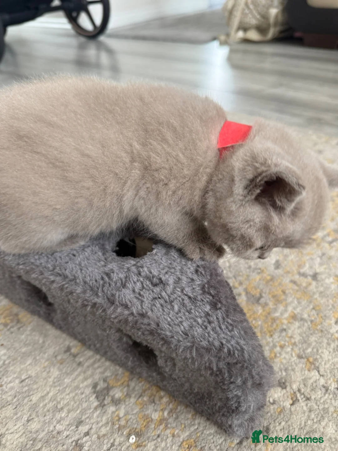 British Shorthair cats for sale: Lilac British shorthair GCCF registered - Advert 2