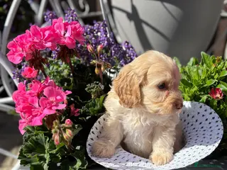 Cockapoo dogs Adorable F1b Cockapoo puppies - Advert 14