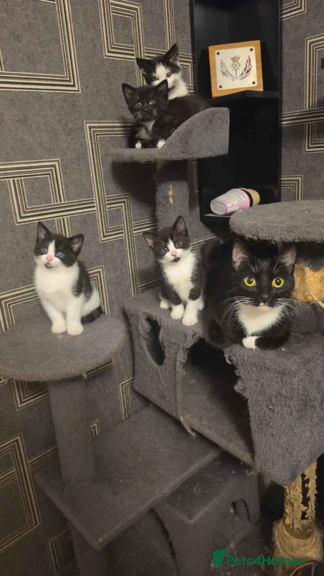 Domestic Shorthair cats Fluffy kittens - Advert 4