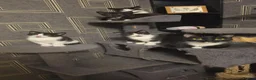 Domestic Shorthair cats for sale: Fluffy kittens - Advert 1