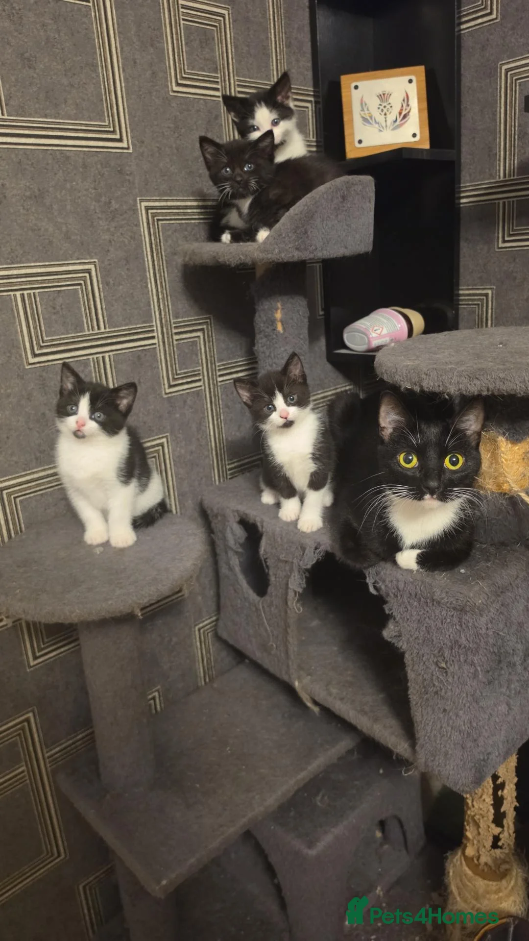 Domestic Shorthair cats for sale: Fluffy kittens - Advert 1