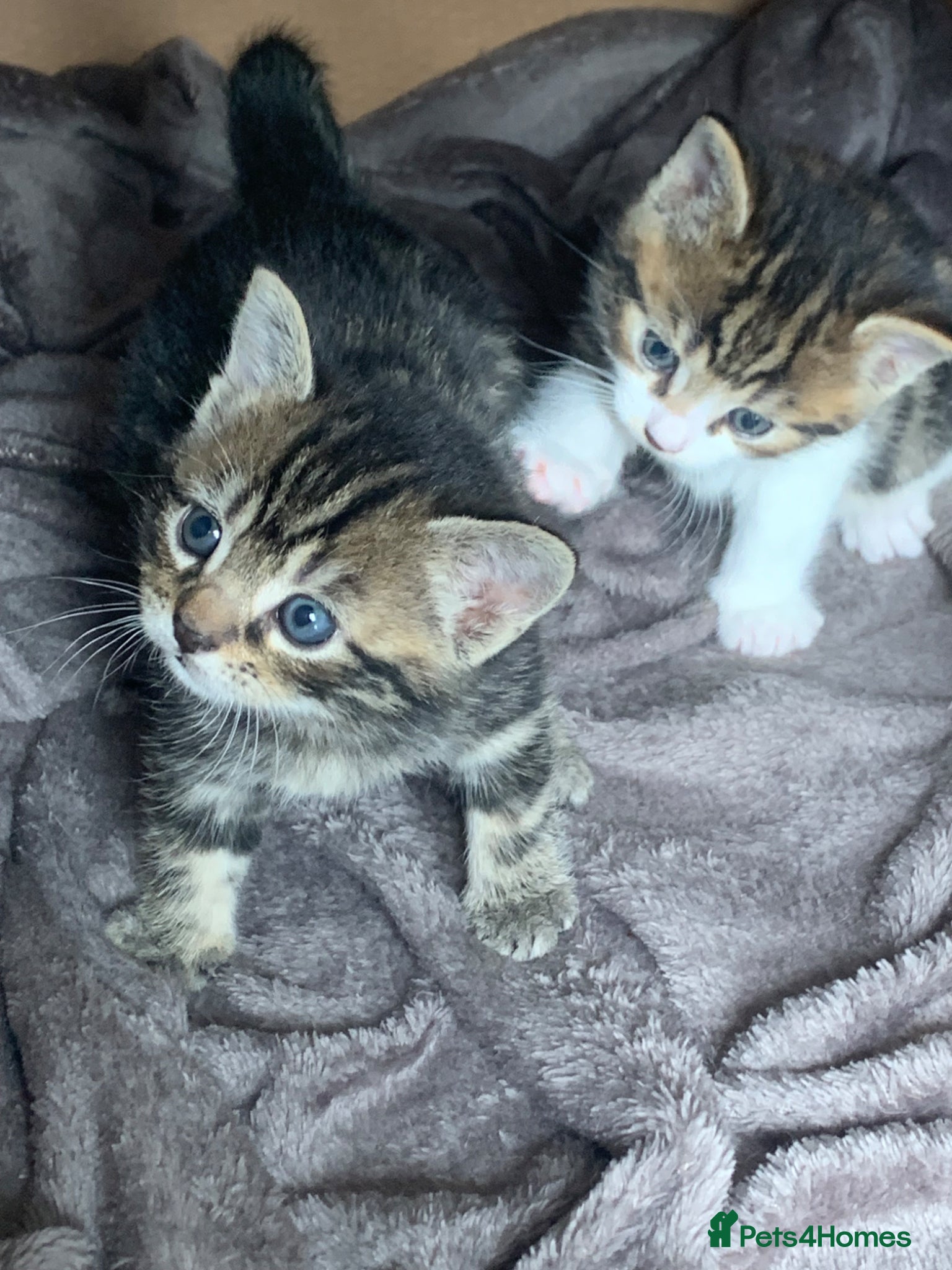 Mixed Breed cats Shorthair Tabby’s mixed breed - Advert 3