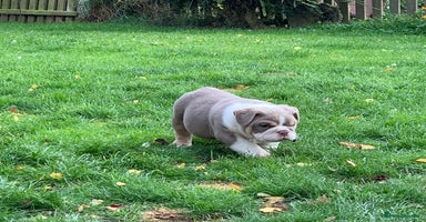 English Bulldog dogs - Advert 5