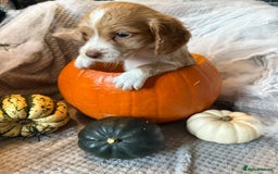 Cocker Spaniel dogs for sale: REDUCED & READY NOW 2 girl COCKERS - Advert 11