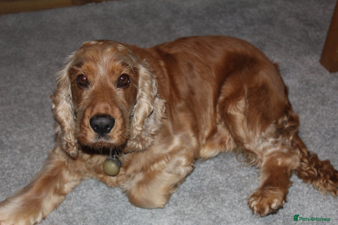 Cocker Spaniel dogs for sale: ✨show type cocker spaniel ✨ - Image 27