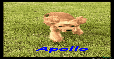Cockalier dogs - Advert 5