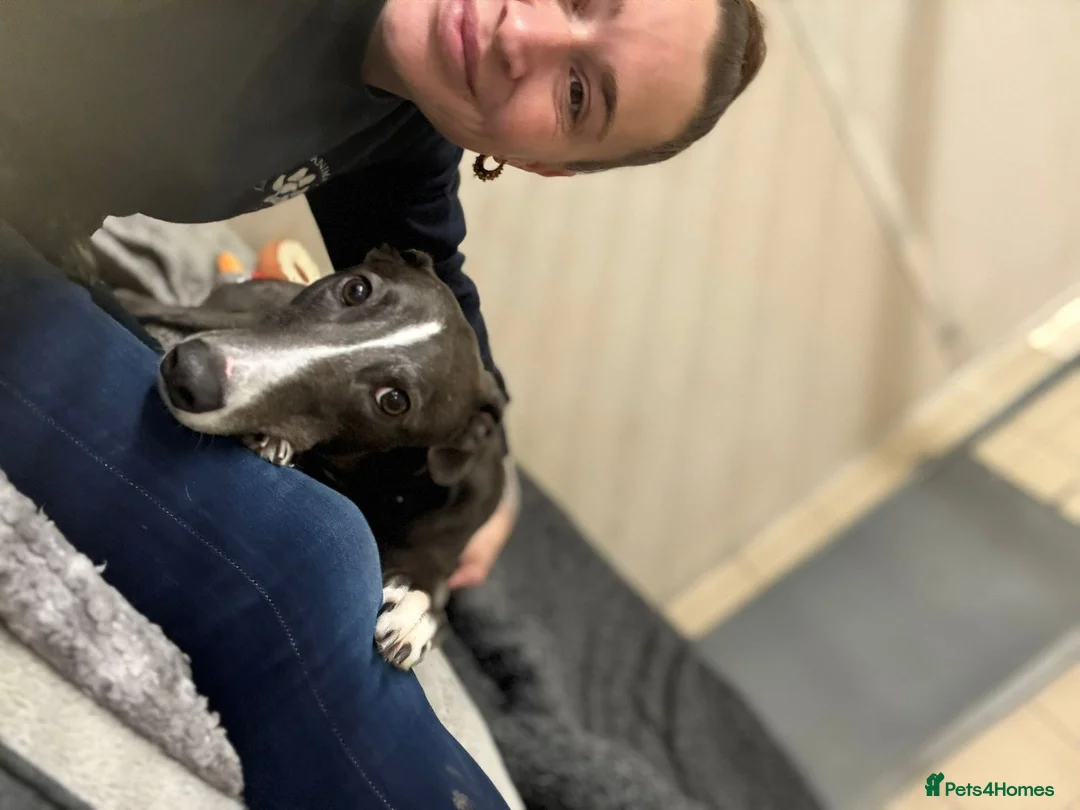Greyhound dogs for adoption: Ray   - Advert 2