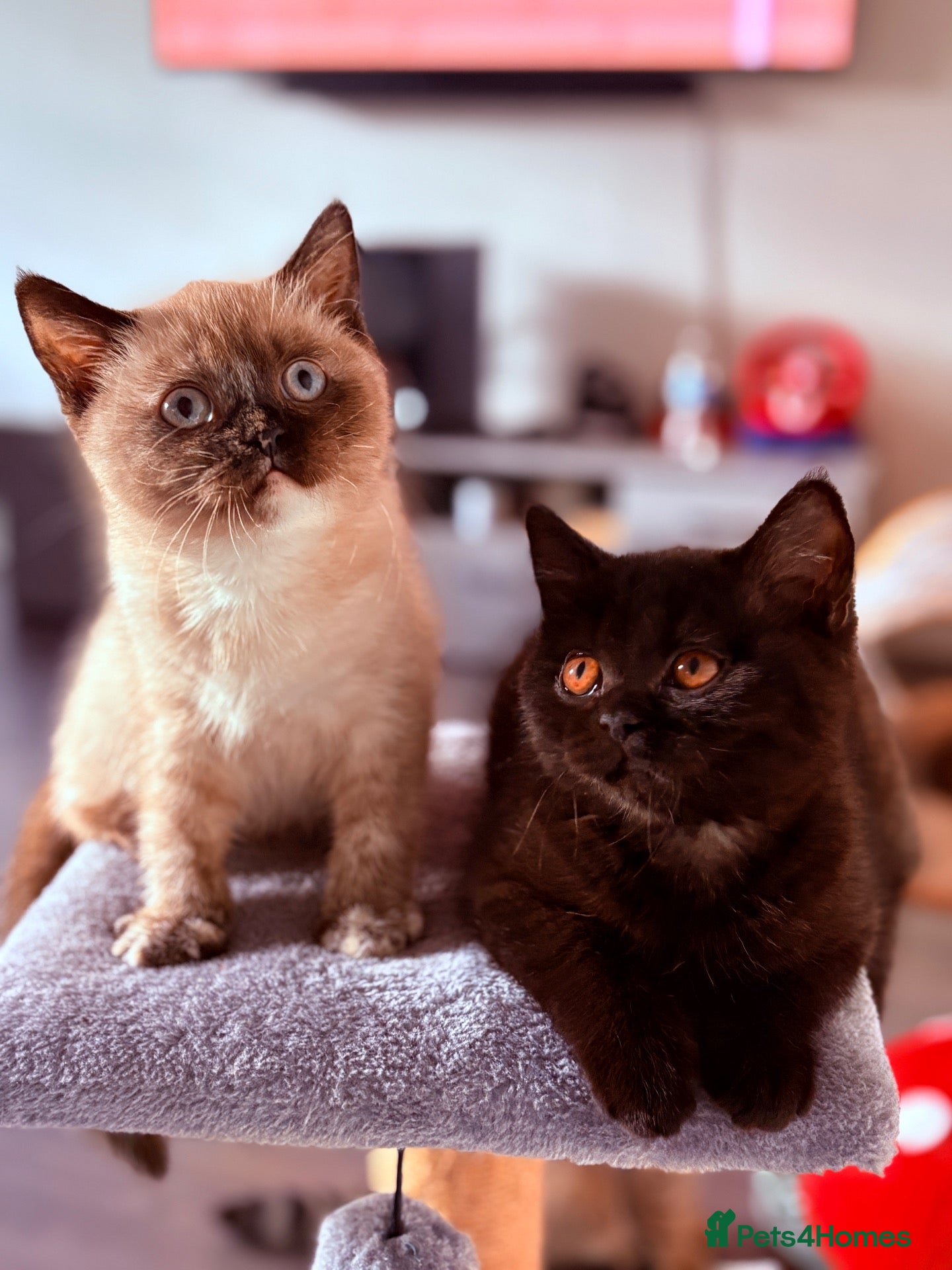 British Shorthair cats Ready Now 😻 Beautiful GCCF BSH Kittens - Advert 1