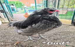 Chickens poultry for sale: Blue British tailed Araucana boy  - Image 11