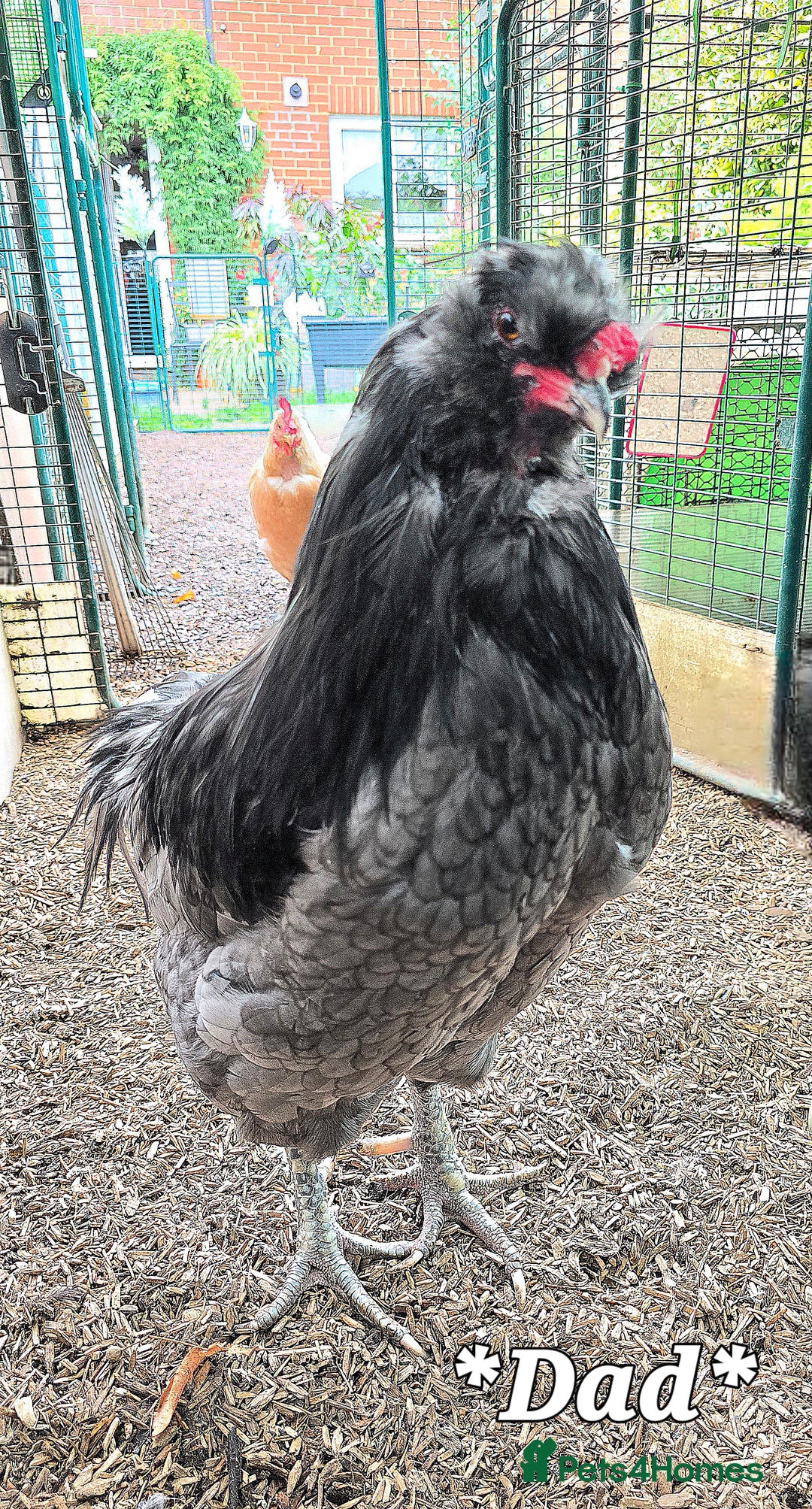 Chickens poultry for sale: Blue British tailed Araucana boy  - Image 11