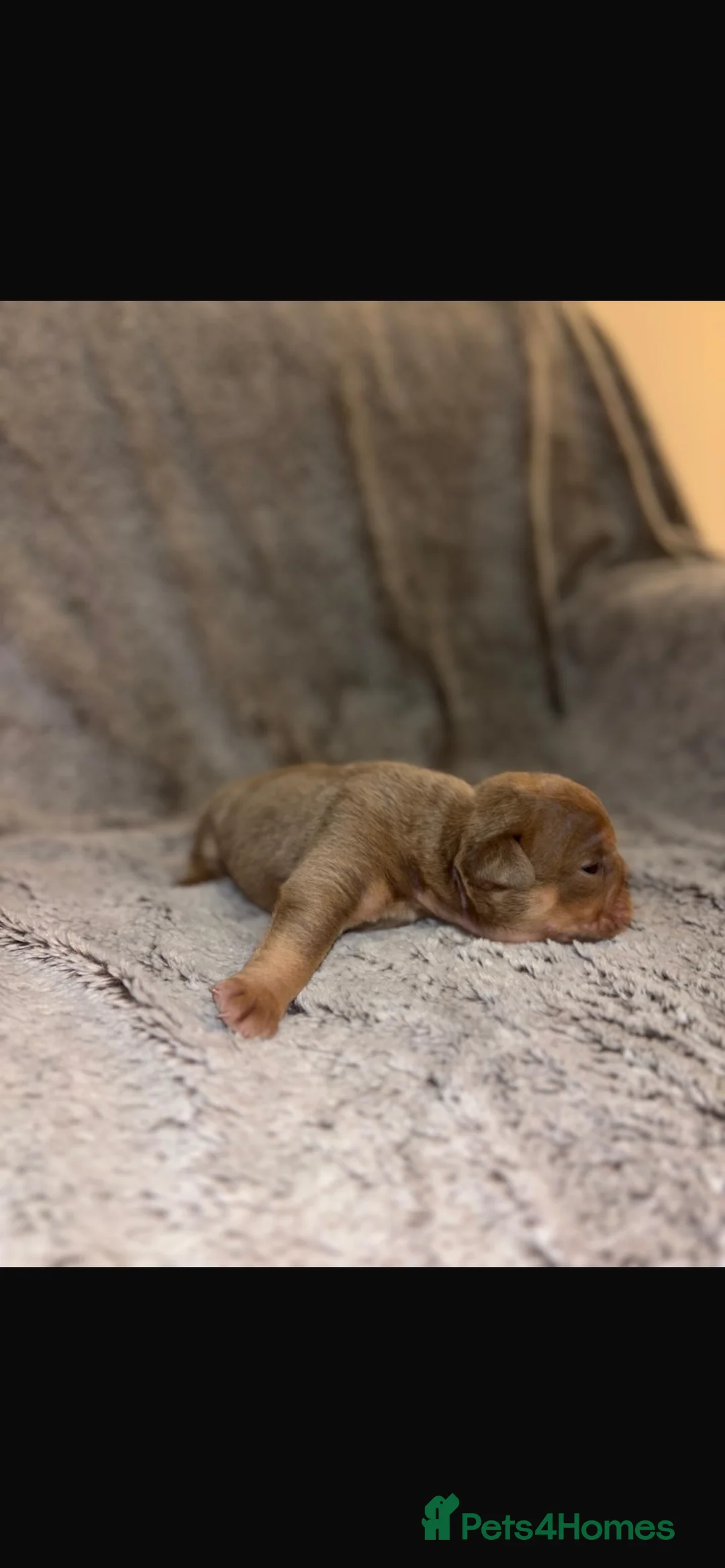 English Bulldog dogs for sale: Stunning pups  - Advert 3