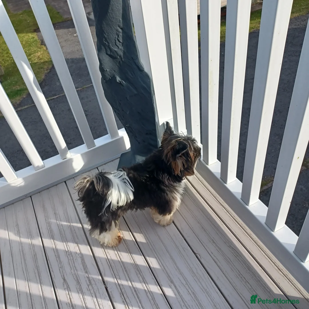 Biewer Terrier dogs for stud: Purebred Pedigree Biewer Terrier Proven Stud in Merthyr Tydfil - Advert 26