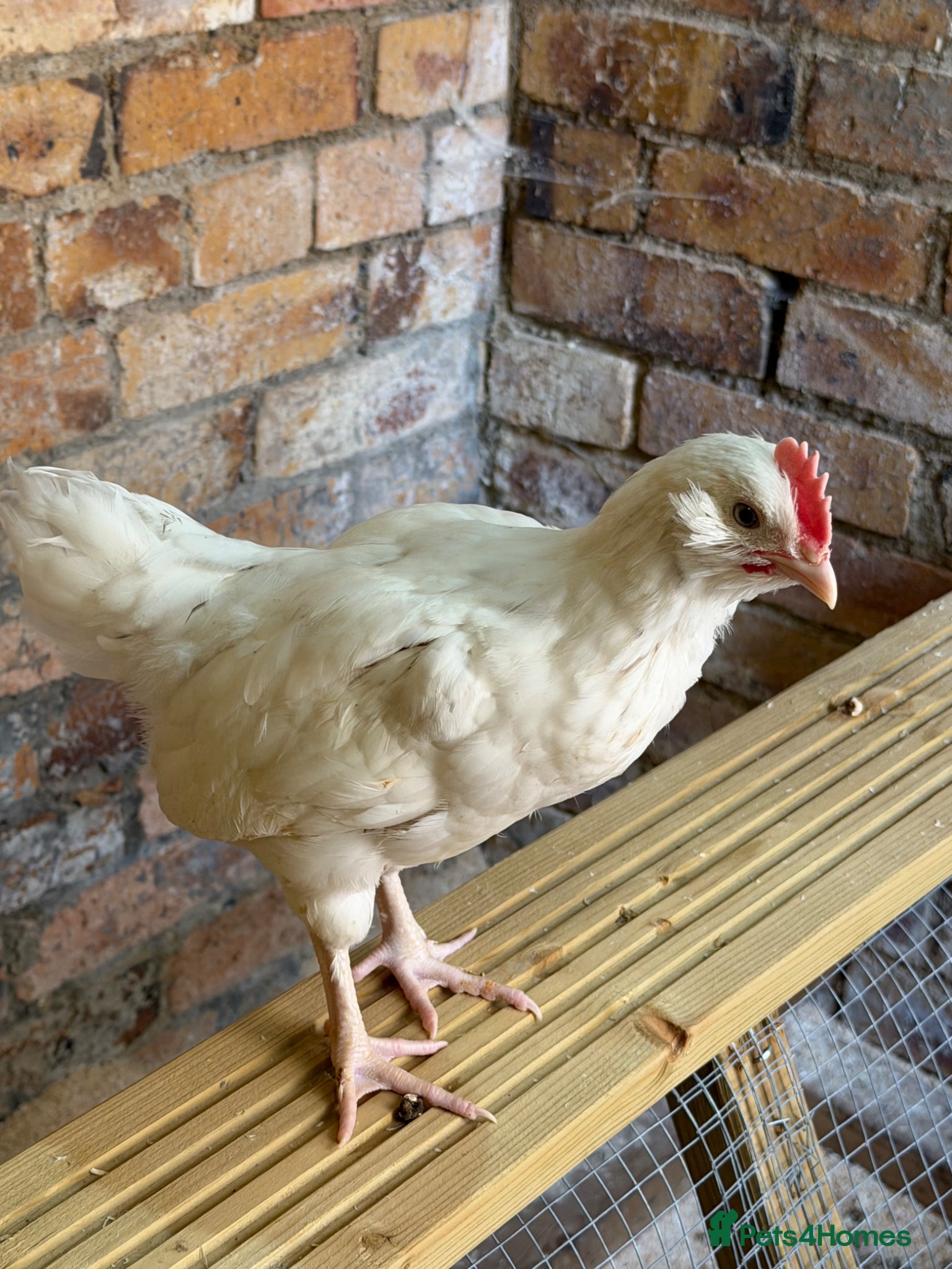 Chickens poultry Easter egger cockerel  - Advert 10