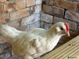 Chickens poultry Easter egger cockerel - Advert 1