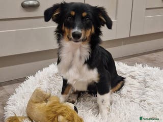 Mixed Breed dogs Lorry - Advert 4