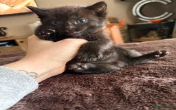 Mixed Breed cats for sale: Beautiful mixed breed kittens  - Image 7