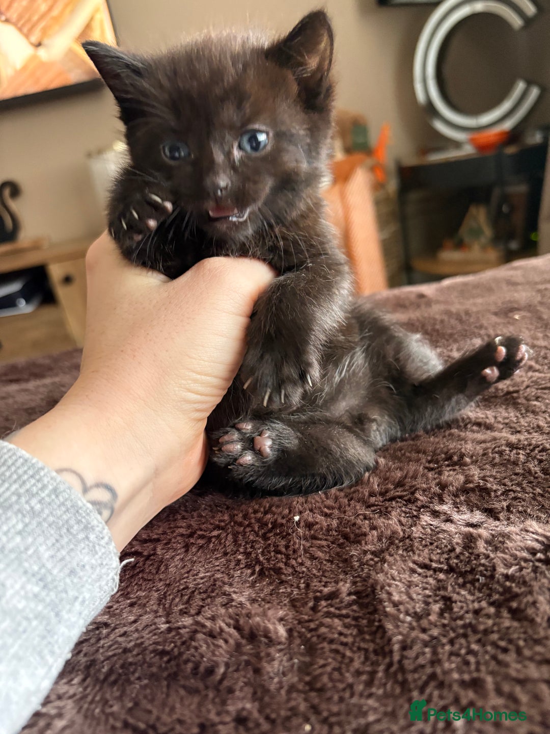 Mixed Breed cats for sale: Beautiful mixed breed kittens  - Image 7