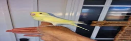 Budgerigars birds for sale: Super hand tamed baby budgies  - Advert 18