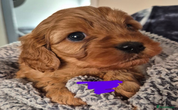Cavapoo dogs - Advert 5