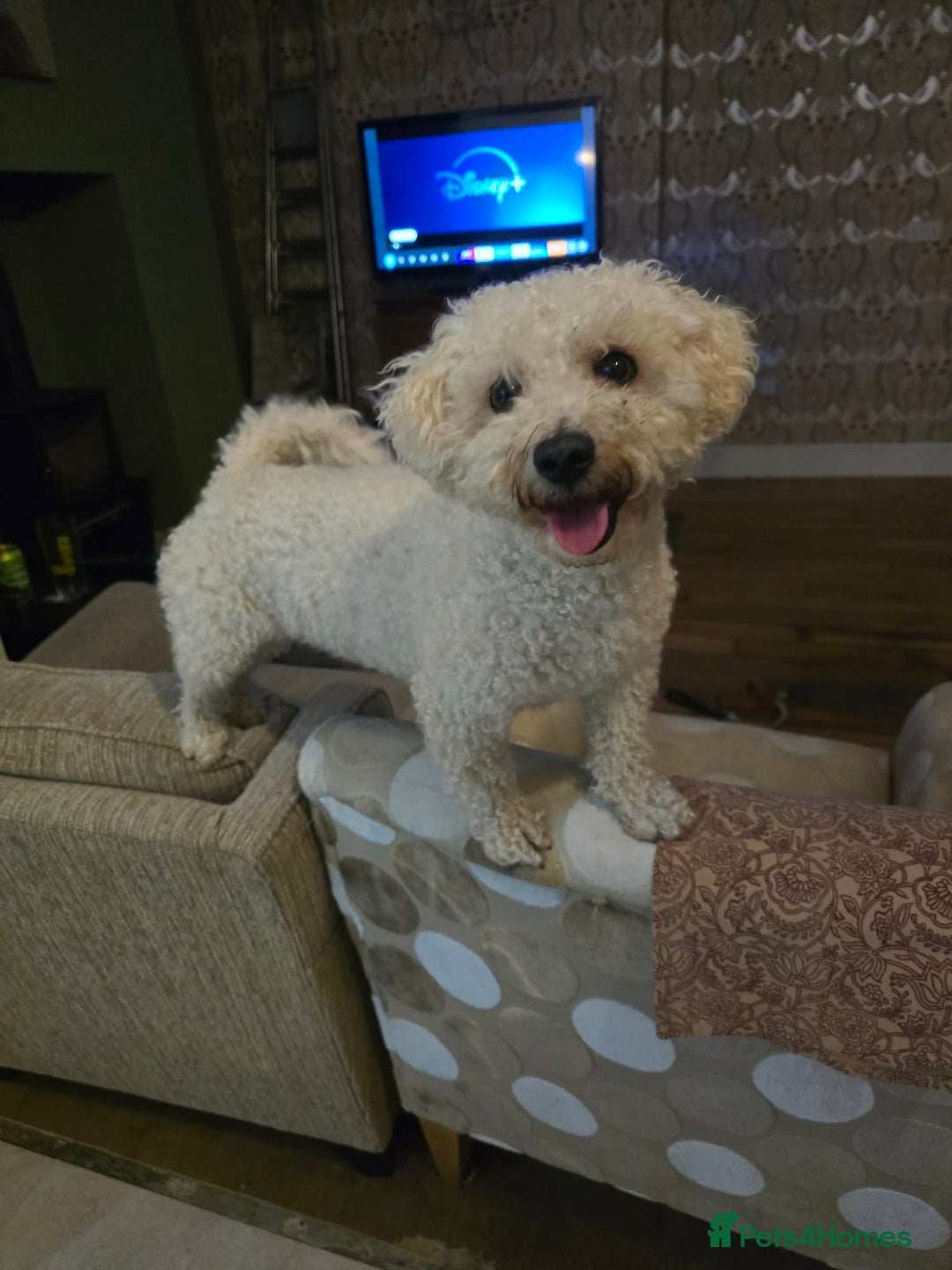 Mixed Breed dogs for adoption: DAISY & BILLY - BONDED PAIR  - Advert 7