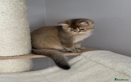 British Shorthair cats for sale: BSH Golden kittens  - Image 12