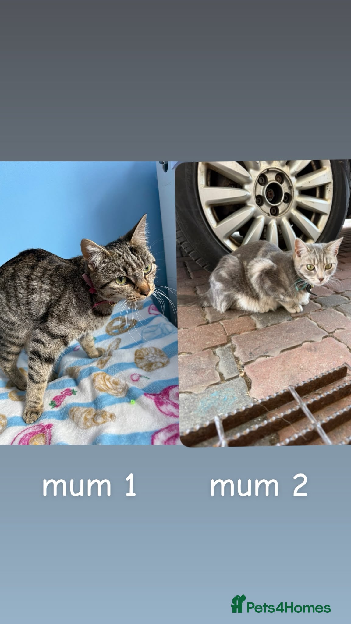 Mixed Breed cats Kittens for sale - Advert 4
