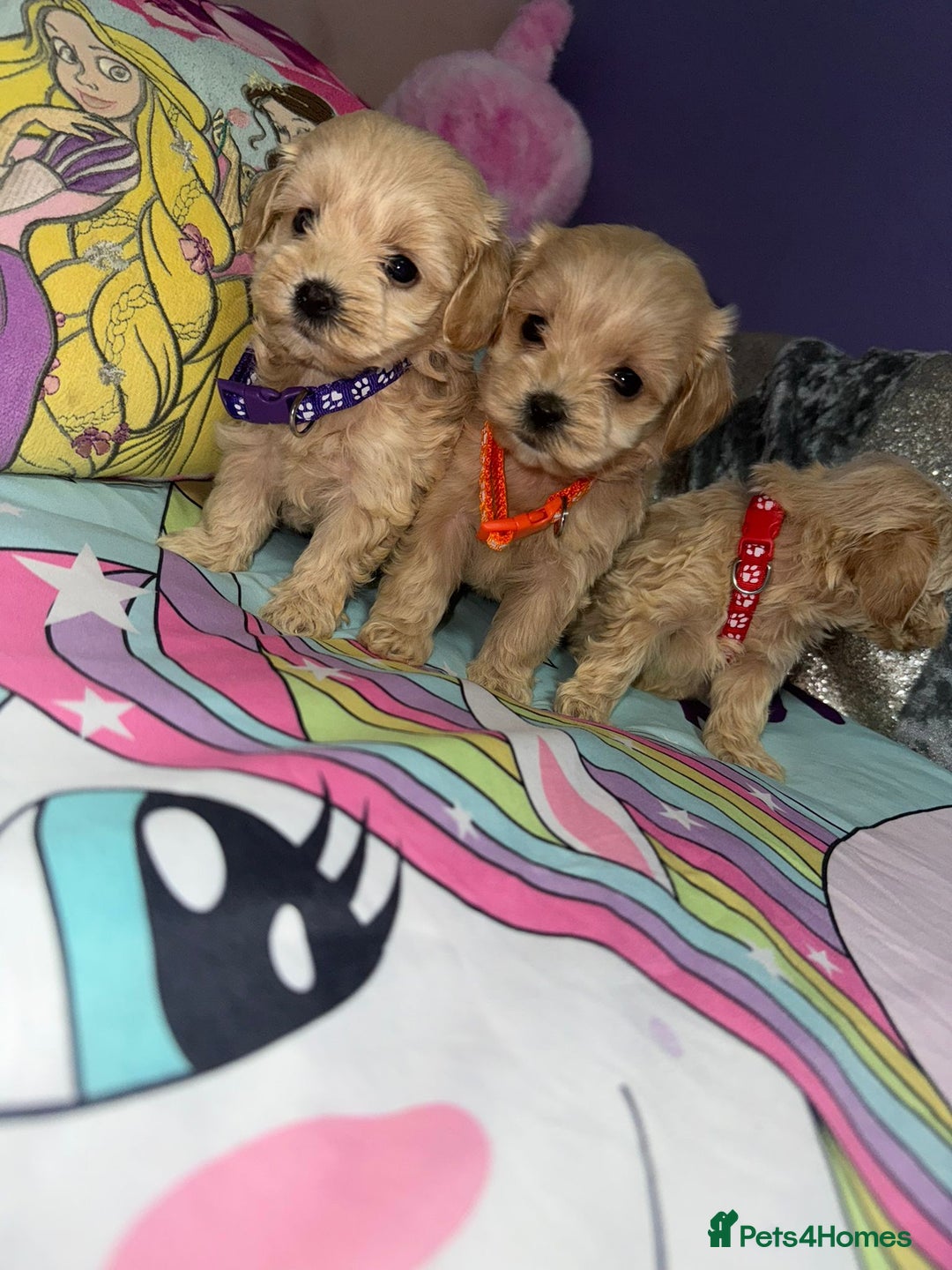 Maltipoo dogs for sale: Outstanding maltipoo - Advert 24