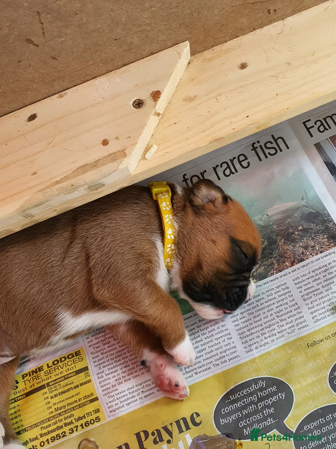 Boxer dogs for stud: For stud kc proven bobtail stunning boy in Telford - Advert 9