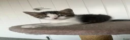 British Shorthair cats for sale: loved and happy kittens for sale - Advert 5