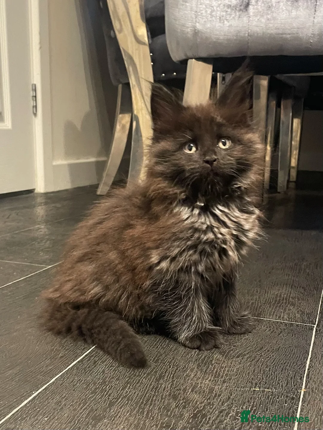 Maine Coon cats for sale: Giant Russian Mainecoons Kittens - Advert 17