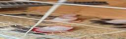 Mixed Breed birds for sale: Jumbo coturnix quails chicks  - Advert 4
