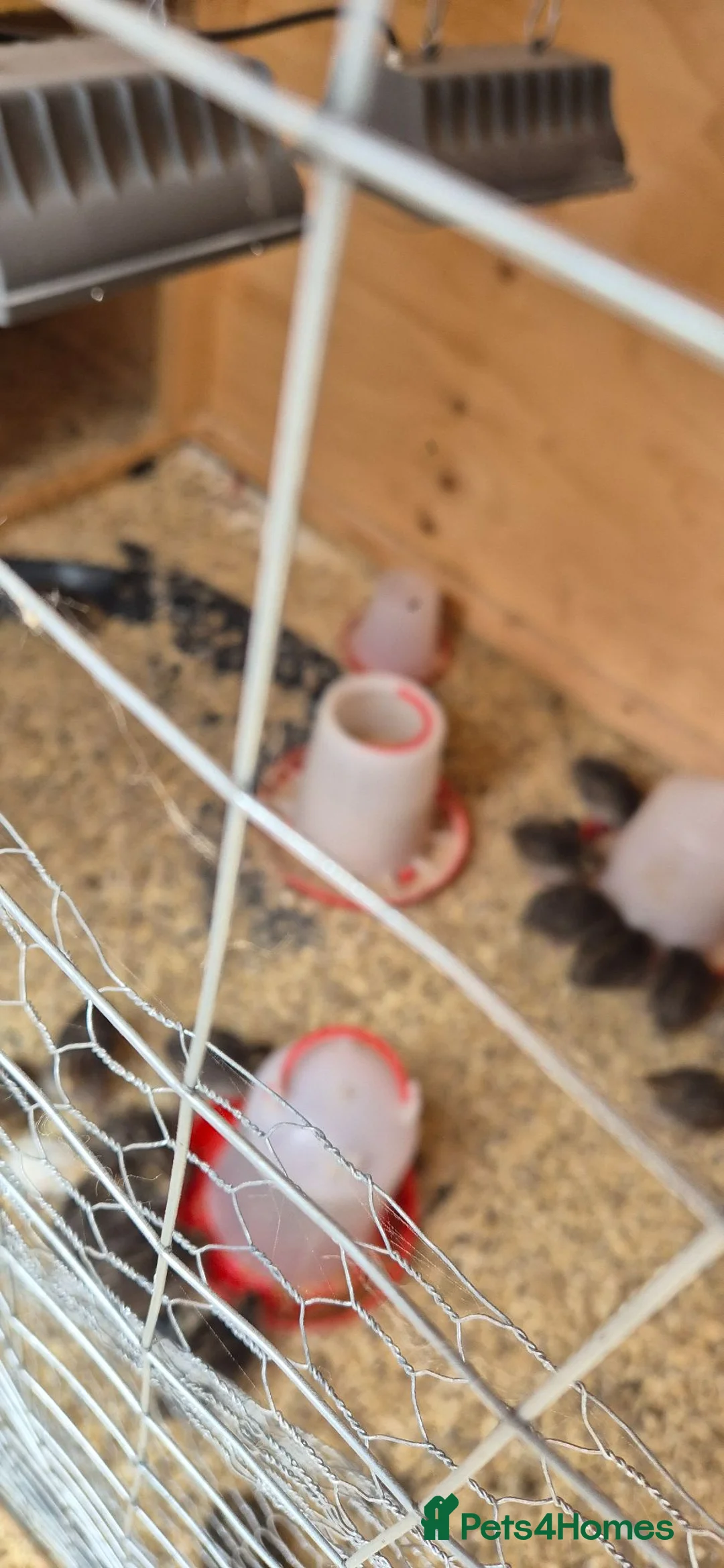 Mixed Breed birds for sale: Jumbo coturnix quails chicks  - Advert 4