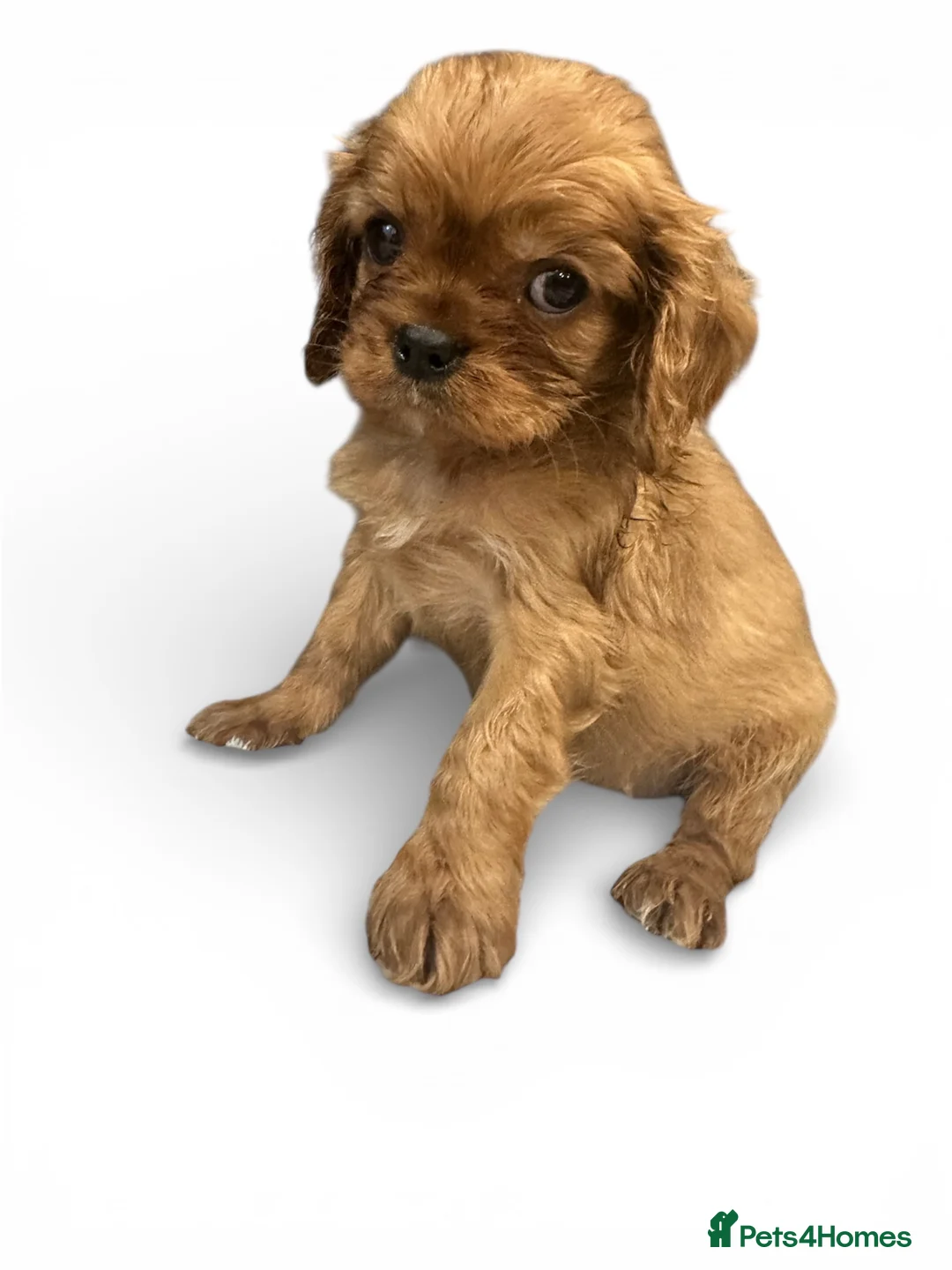 Cavalier King Charles Spaniel dogs for sale: **KC REGISTERED DNA CLEAR 🧬 CAVALIER PUPPIES** - Advert 16