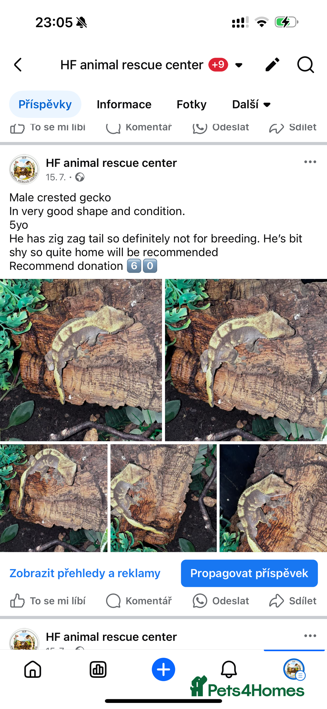 Leopard Gecko reptiles for sale: crested geckos - possible a full setup  - Image 1