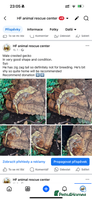 Leopard Gecko reptiles - Advert 2