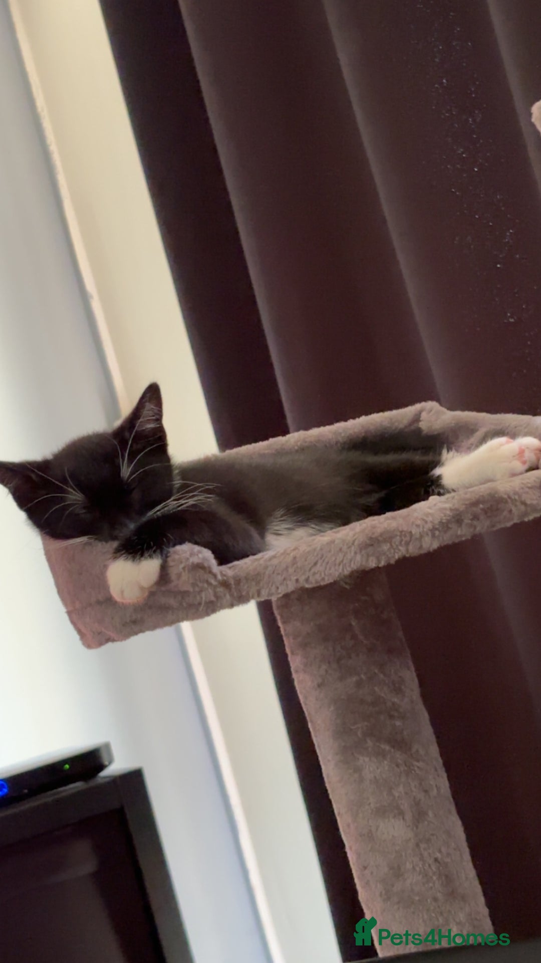 Mixed Breed cats for sale: Black and white female kitten  - Image 1