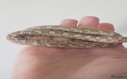 Snake reptiles for sale: Western hognose snakes available  - Image 7