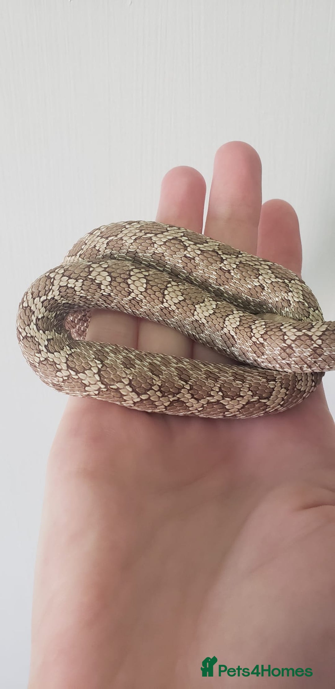 Snake reptiles for sale: Western hognose snakes available  - Image 7