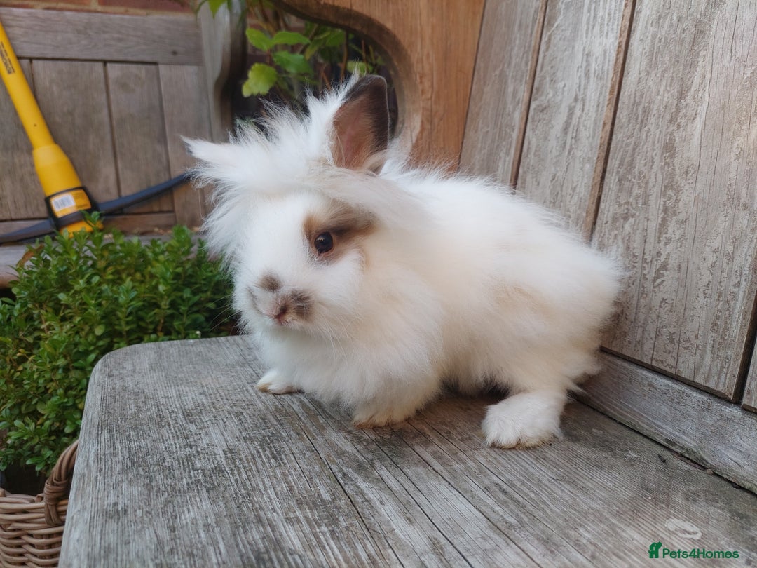 Mixed Breed rabbits for sale: Very pretty soft fluffy bunnies - Image 22