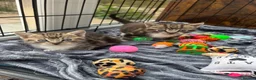Mixed Breed cats for sale: Male tabby kittens  - Advert 2
