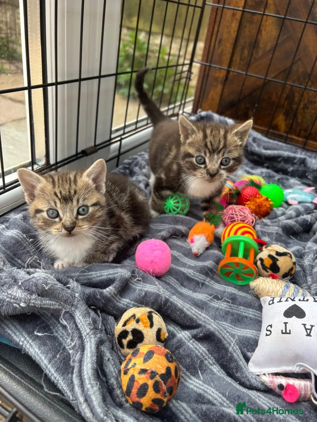 Mixed Breed cats for sale: Male tabby kittens  - Advert 2
