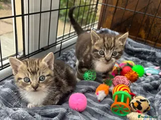 Mixed Breed cats Male tabby kittens - Advert 1