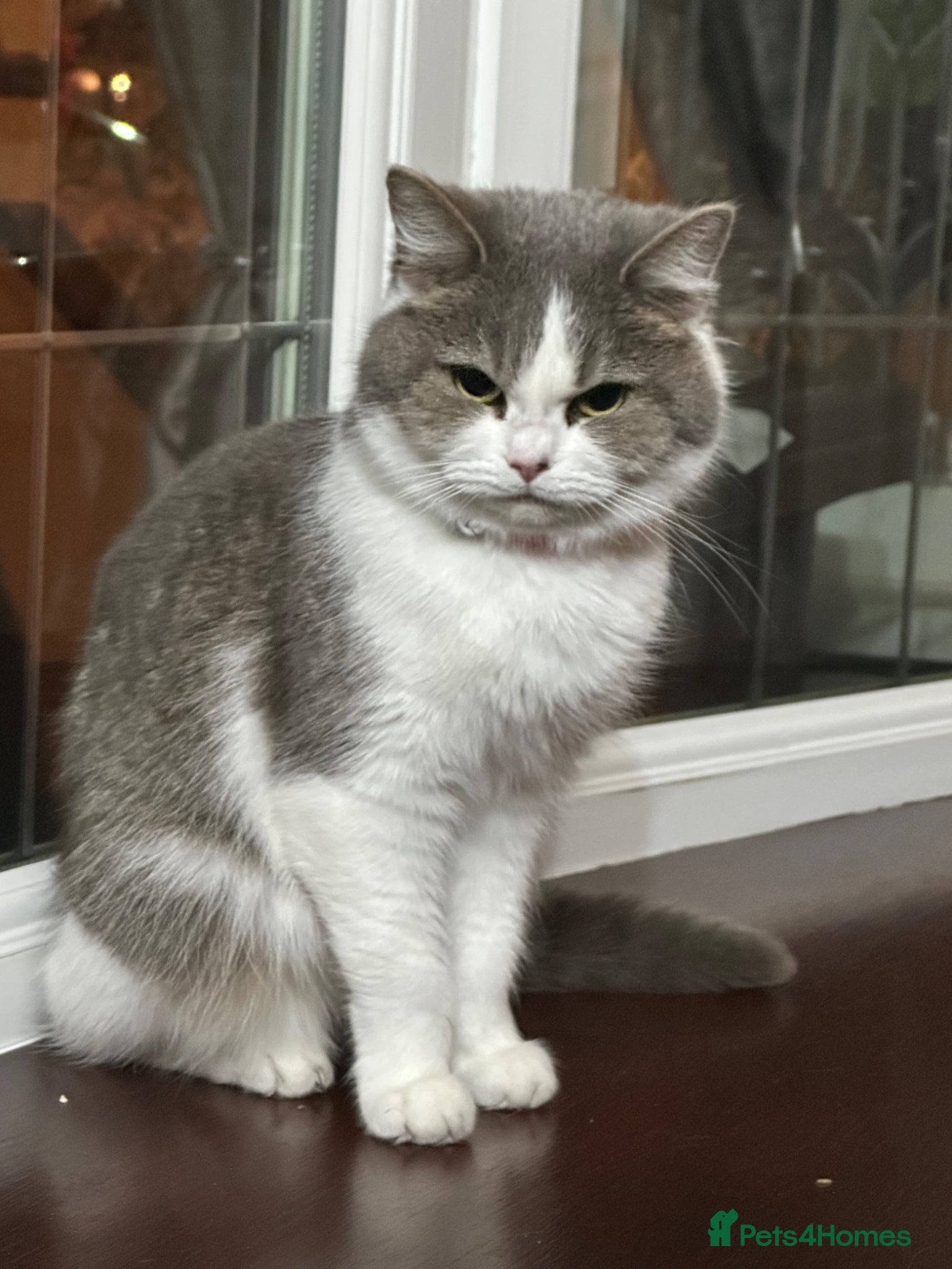 Mixed Breed cats 1 Male and 2 Females left - Advert 1