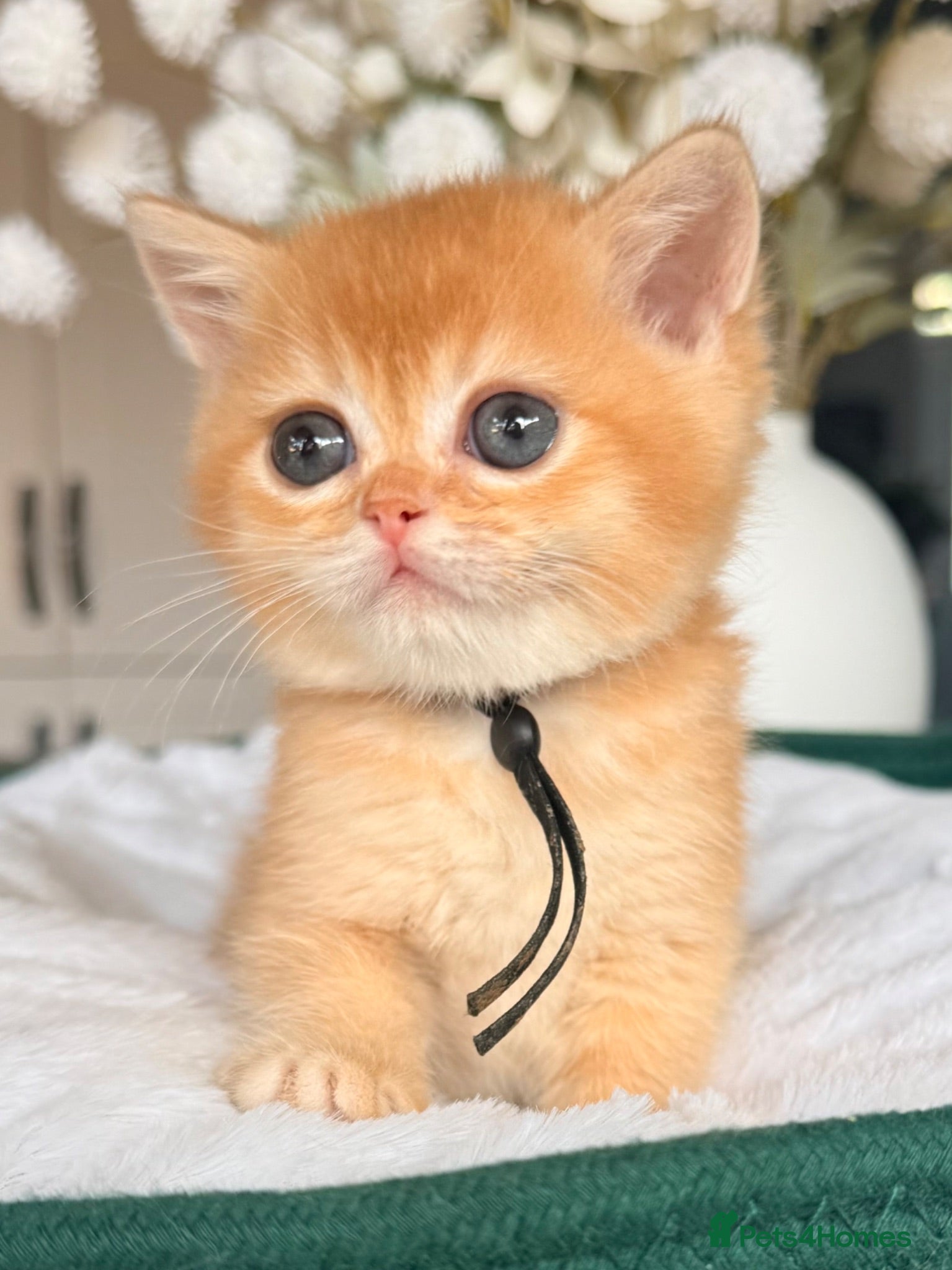 British Shorthair cats 5 stunning golden bsh kittens  - Advert 9