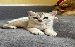 British Shorthair cats for sale: Stunning British Shorthair  - Image 12