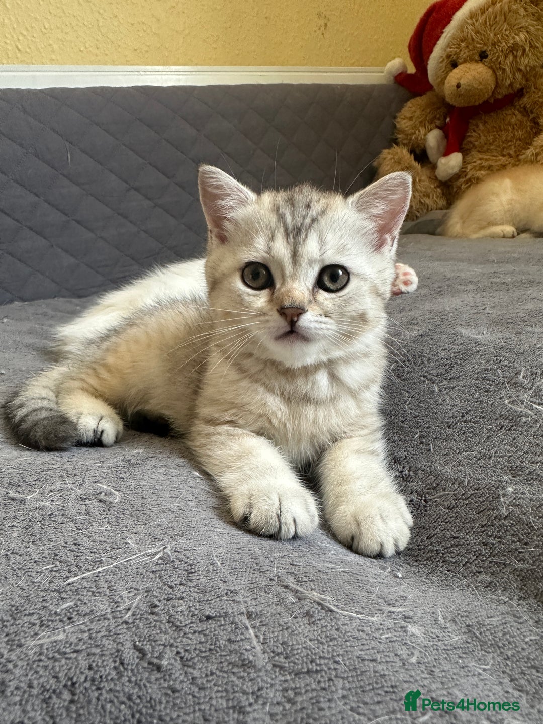 British Shorthair cats for sale: Stunning British Shorthair  - Image 12