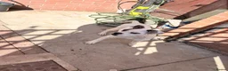Alapaha Blue Blood Bulldog dogs for sale: Bulldog puppy  in Leyland - Advert 4