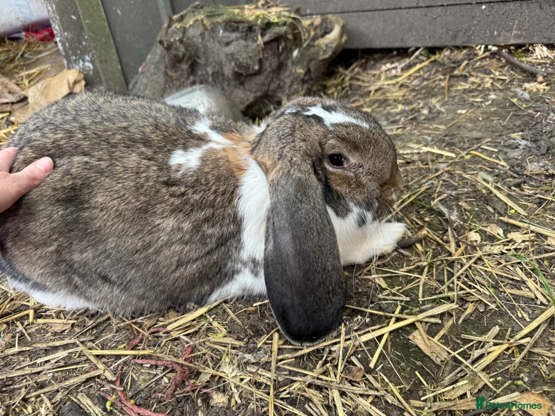 French Lop rabbits for sale: Quality Showline French Lop Bunnies - Advert 15