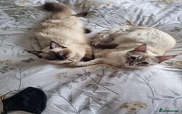 Ragdoll cats for sale: Lilo & Stitch - Rehoming Our Beloved Ragdoll Pair - Image 4